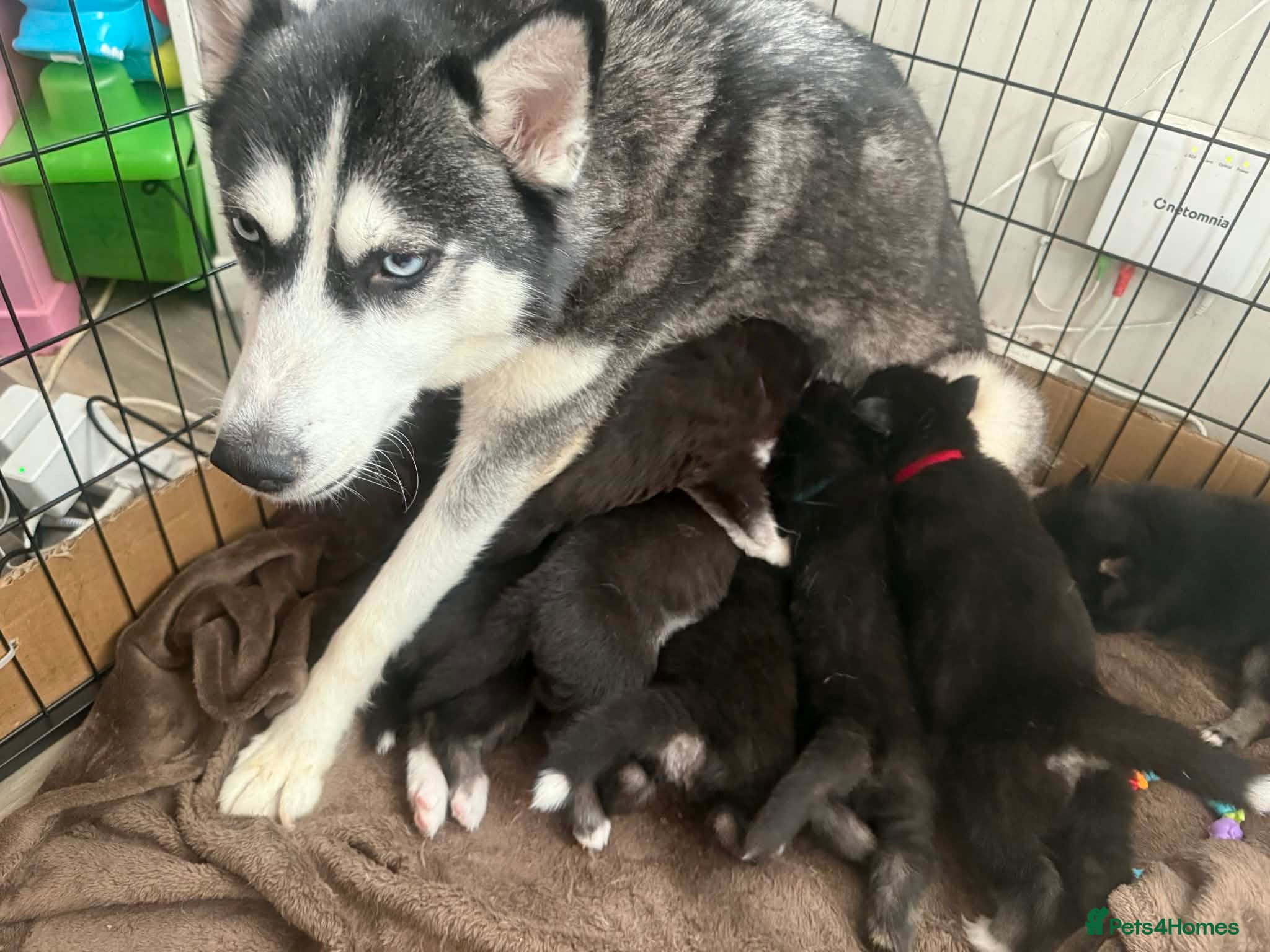 Siberian Husky dogs LAST 3 Beautiful Siberian Huskys Puppy's  - Advert 7