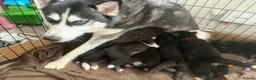 Siberian Husky dogs for sale: LAST 3 Beautiful Siberian Huskys Puppy's  - Advert 1