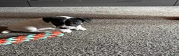 Jack Russell dogs for sale: Miniature Jack Russell  - Advert 3