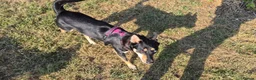 Mixed Breed dogs for adoption: ❤️🐶 CHLOE – THE KIND OF DOG EVERYONE DREAMS OF in Swindon - Advert 26