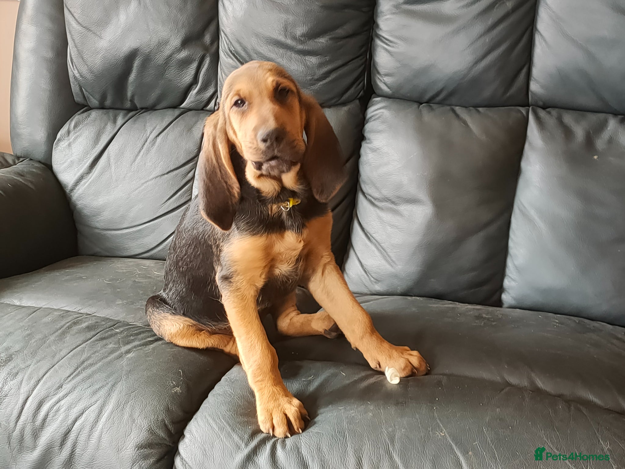 Bloodhound dogs Bloodhound Puppies - Advert 2