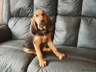 Bloodhound dogs Bloodhound Puppies - Advert 2
