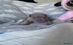 English Bulldog dogs for sale: Self Whelped Healthy English bulldog Babies❤️🤍 - Image 17