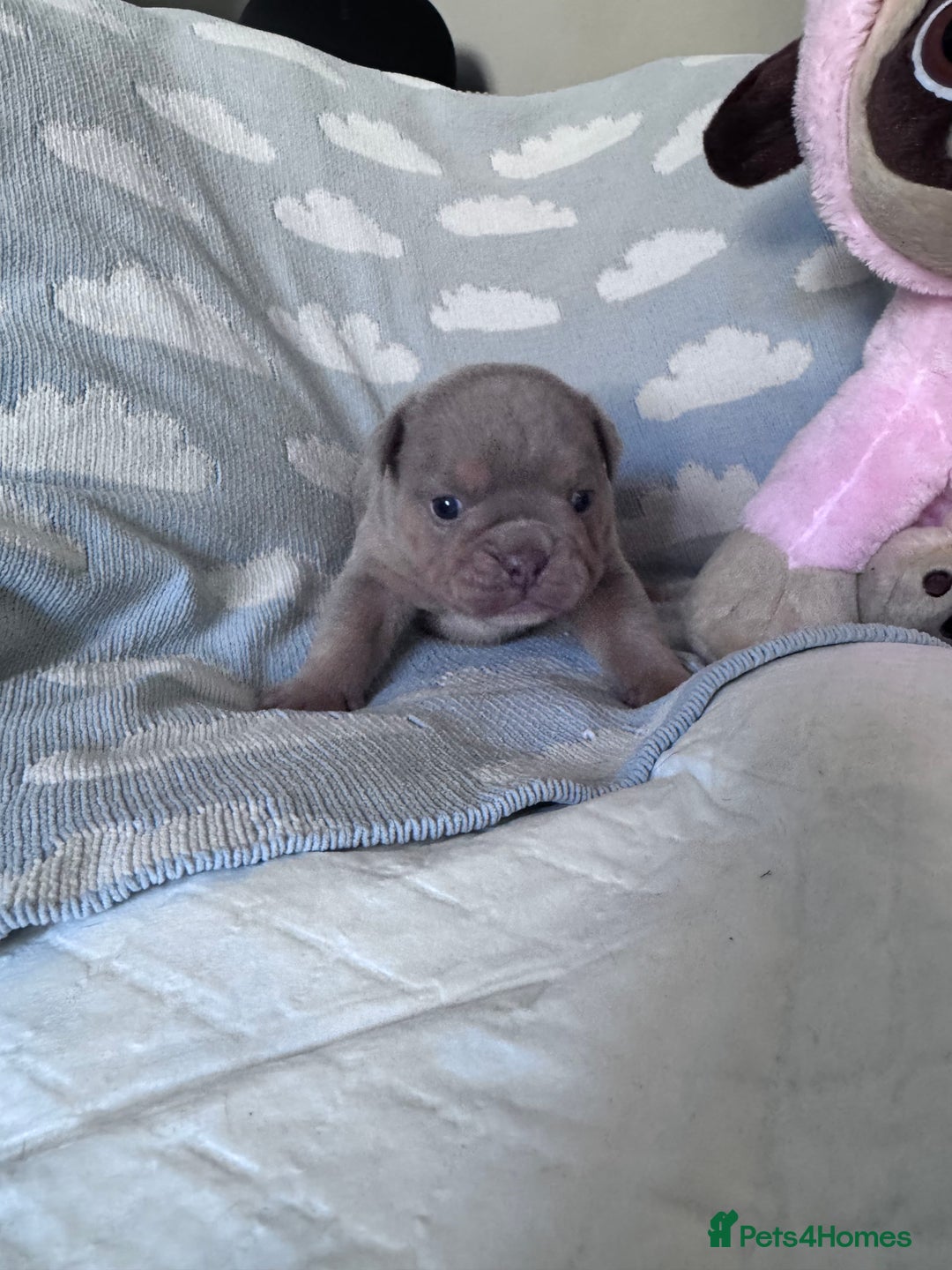 English Bulldog dogs for sale: Self Whelped Healthy English bulldog Babies❤️🤍 - Image 17