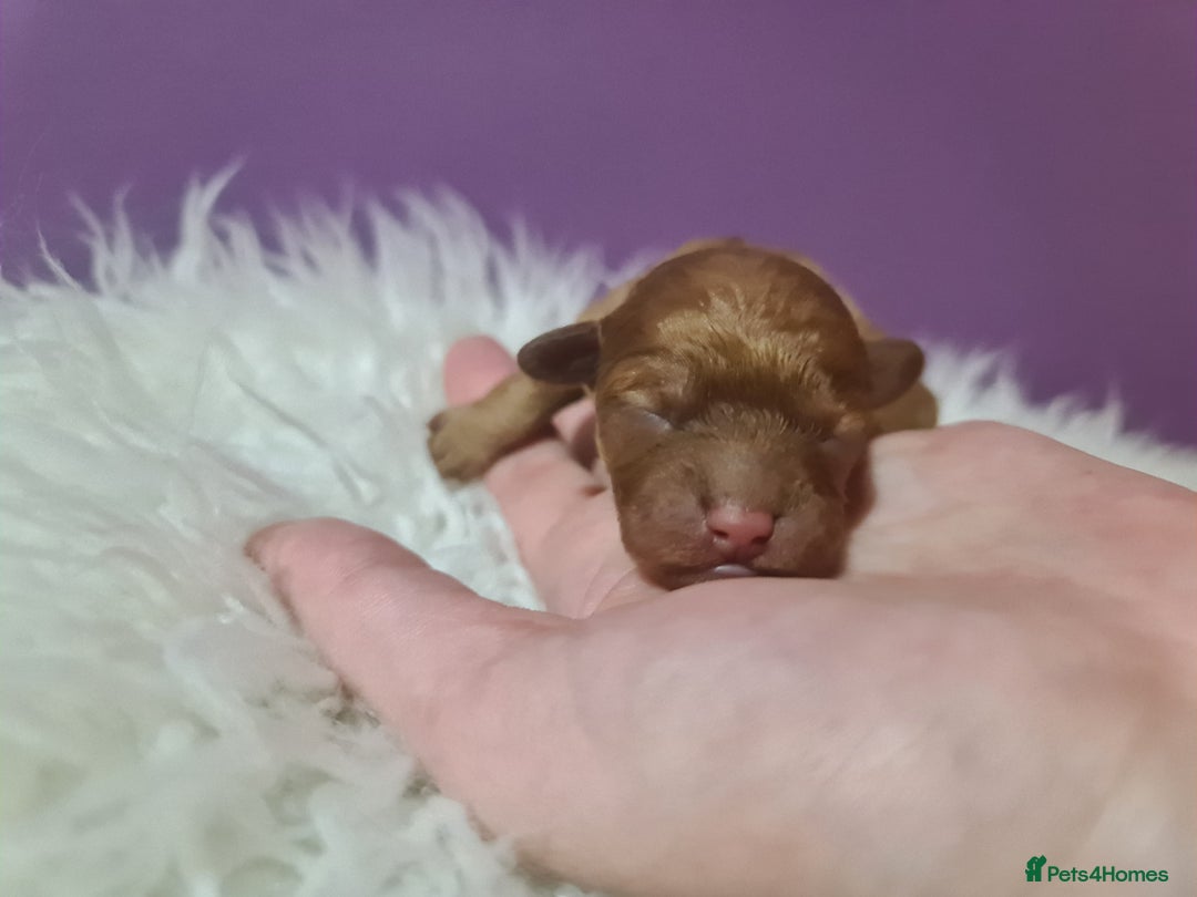 Toy Poodle dogs for sale: Beautiful toy poodle  - Advert 20