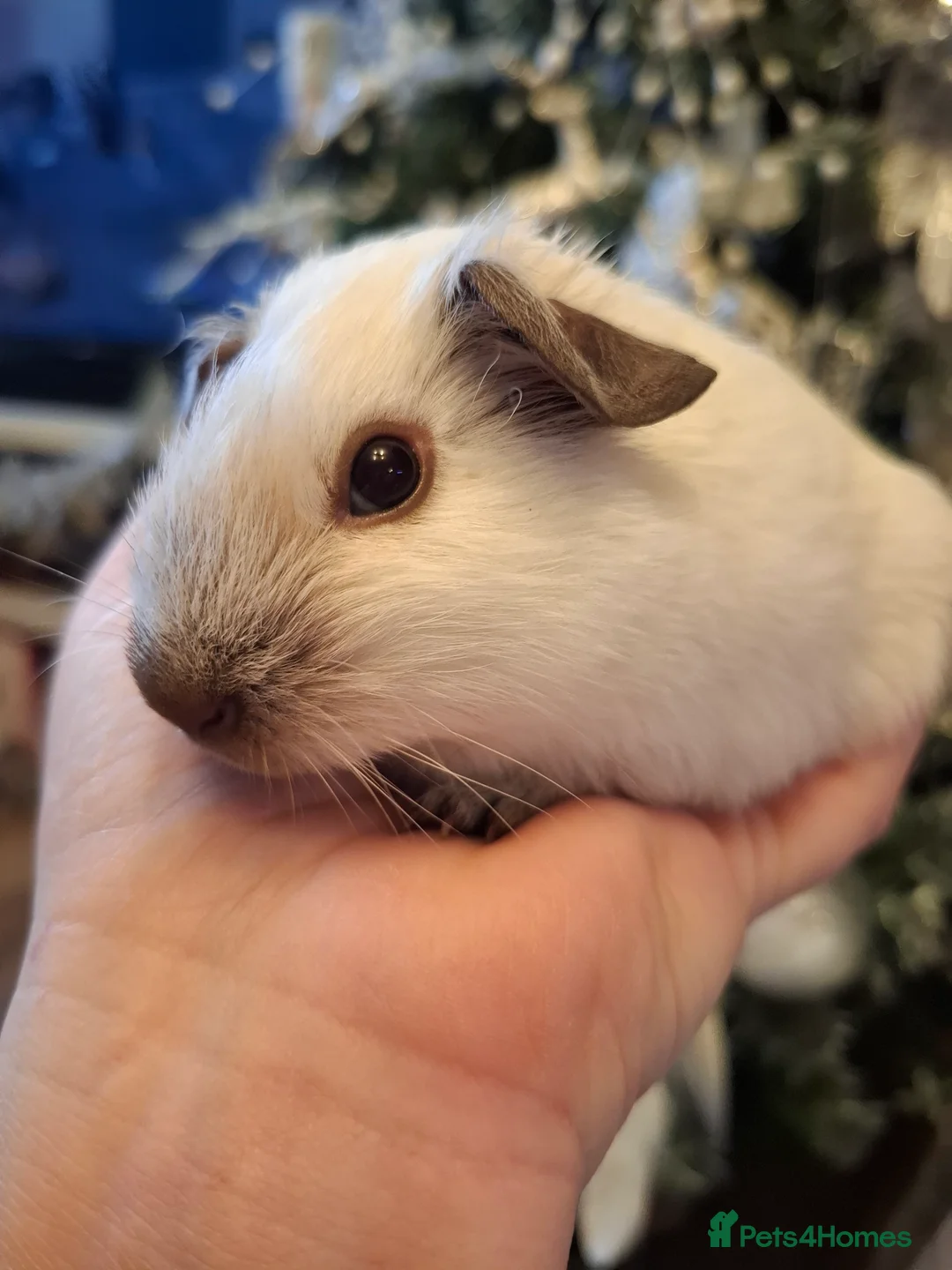 Guinea Pig rodents for sale: Baby Guinea pigs Boys & Girls - Advert 3
