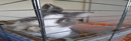 Dutch rabbits for sale: Female Rabbit  in Burton-on-Trent - Advert 2