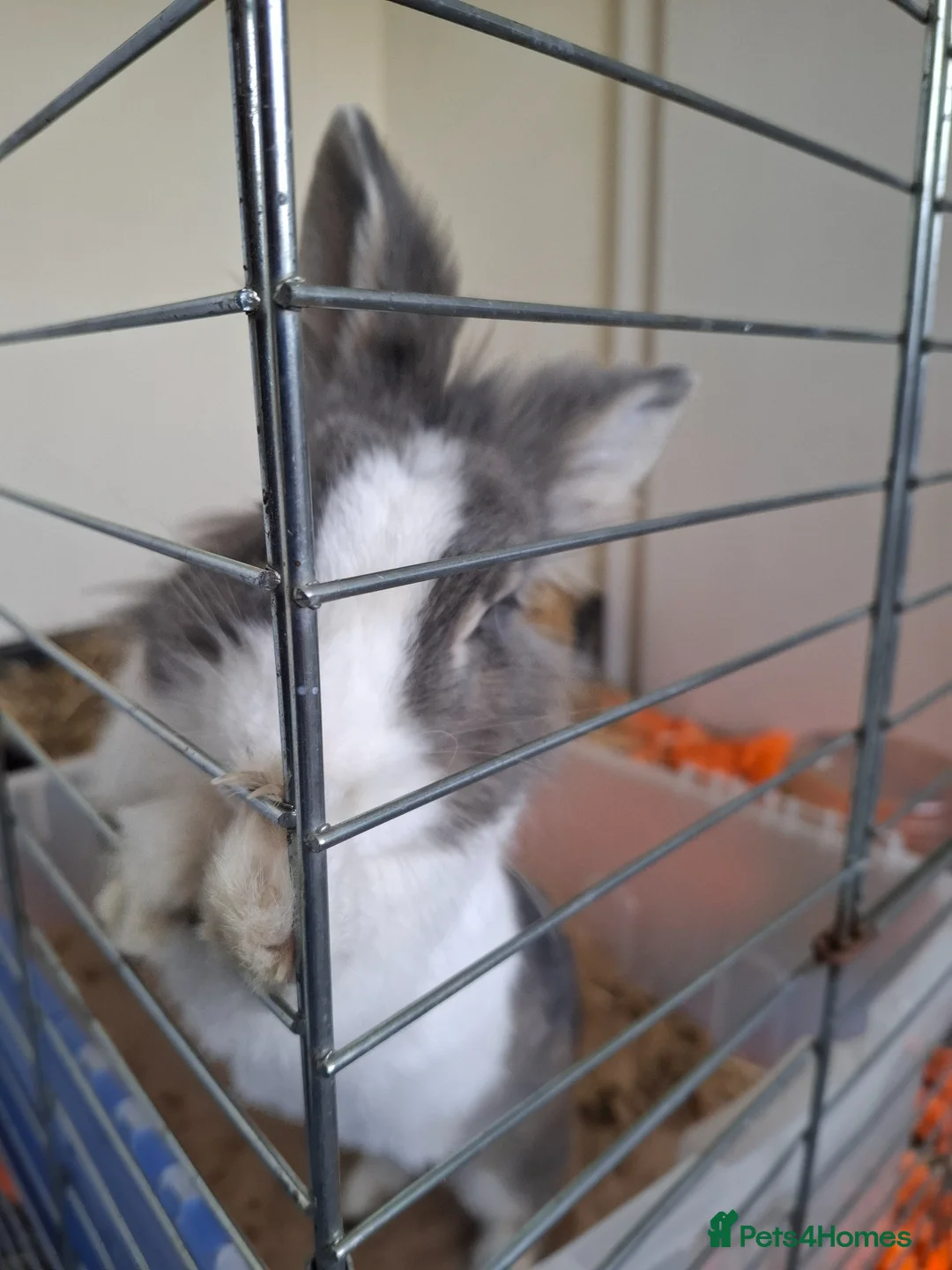 Dutch rabbits for sale: Female Rabbit  in Burton-on-Trent - Advert 2