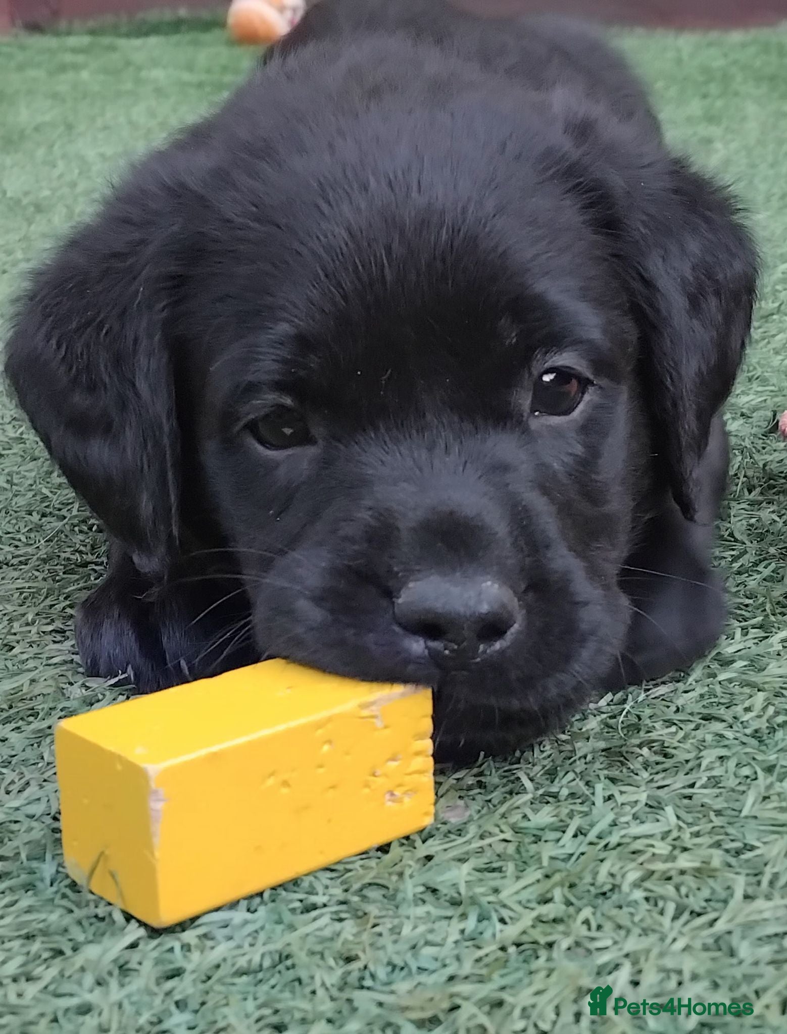 Labrador Retriever dogs 🖤 KC REGISTERED BLACK LABRADOR PUPPIES 🖤 - Advert 14