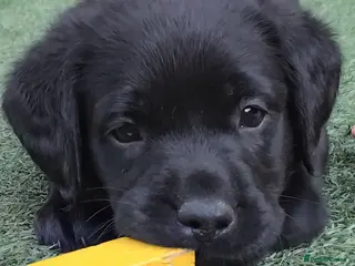 Labrador Retriever dogs 🖤 KC REGISTERED BLACK LABRADOR PUPPIES 🖤 - Advert 14