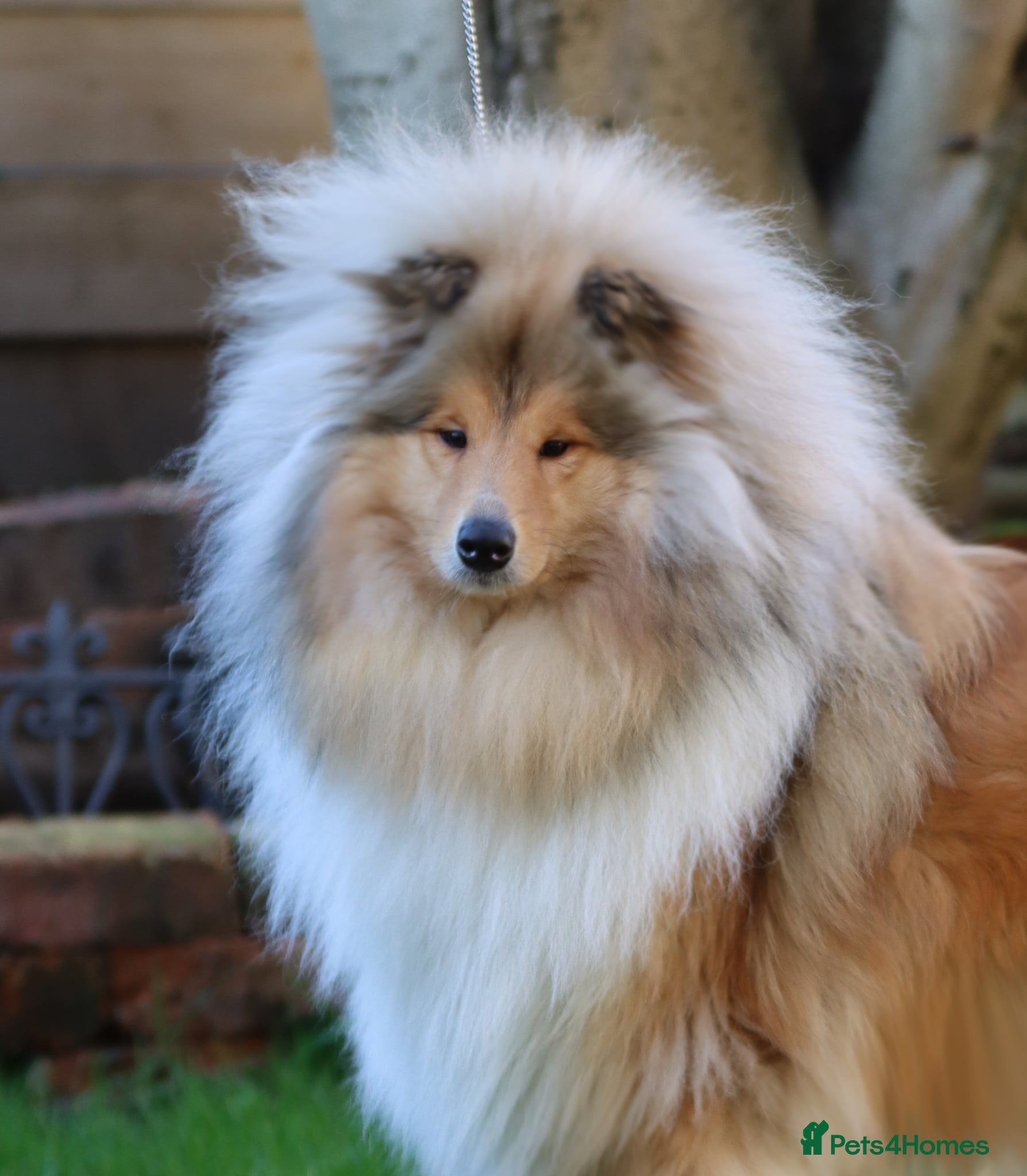 Rough Collie dogs Rough collie  - Advert 7