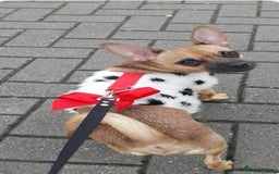 Chihuahua dogs for sale: 4 Month Chihuahua For Sale  in London - Image 7