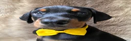 Dobermann dogs for sale: KC REGISTERED DOBERMAN PUPS - Advert 16