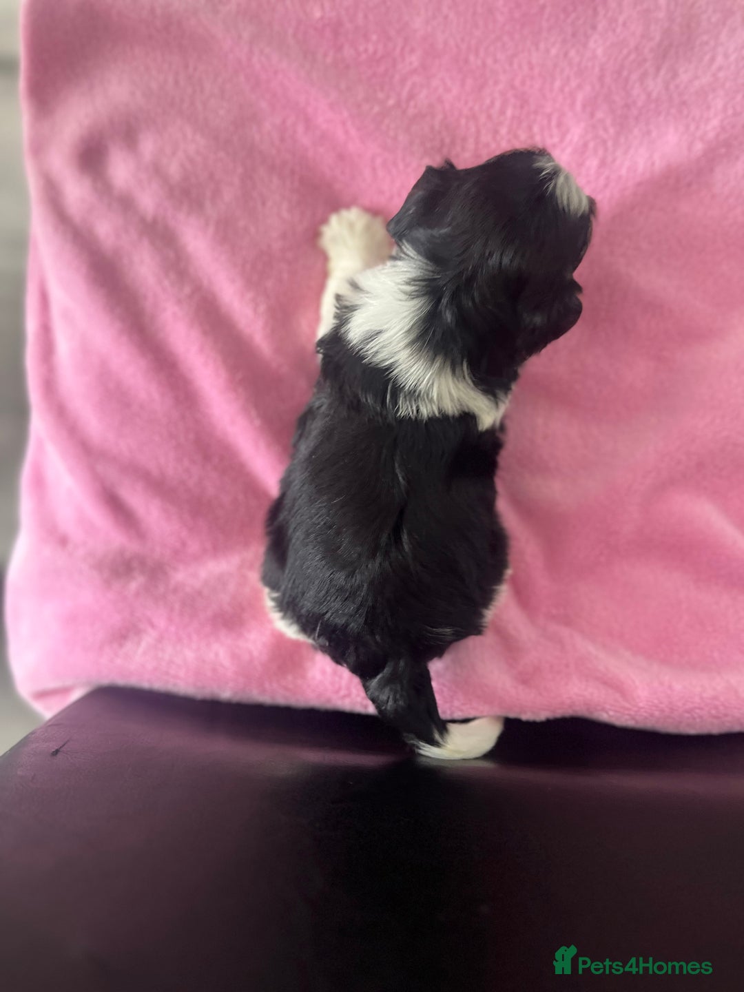 Biewer Terrier dogs for sale: 5 Adorable Purebred Biewer Terriers - Image 12
