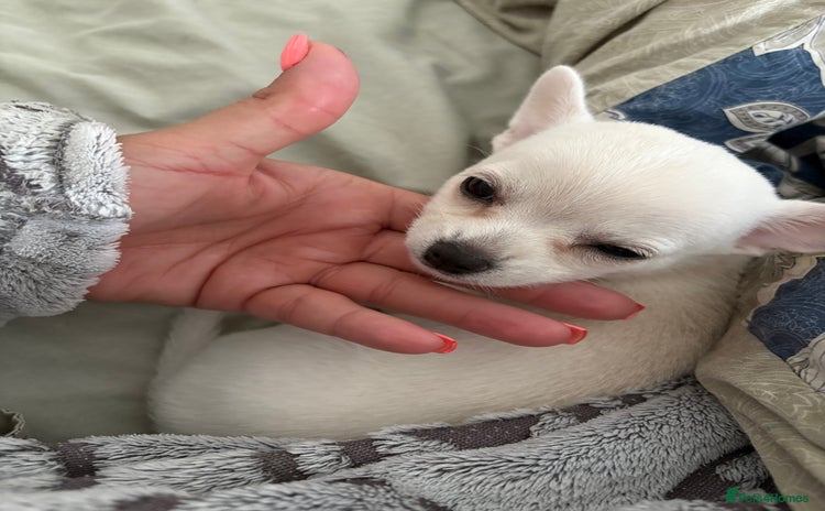 Chihuahua dogs - Advert 16