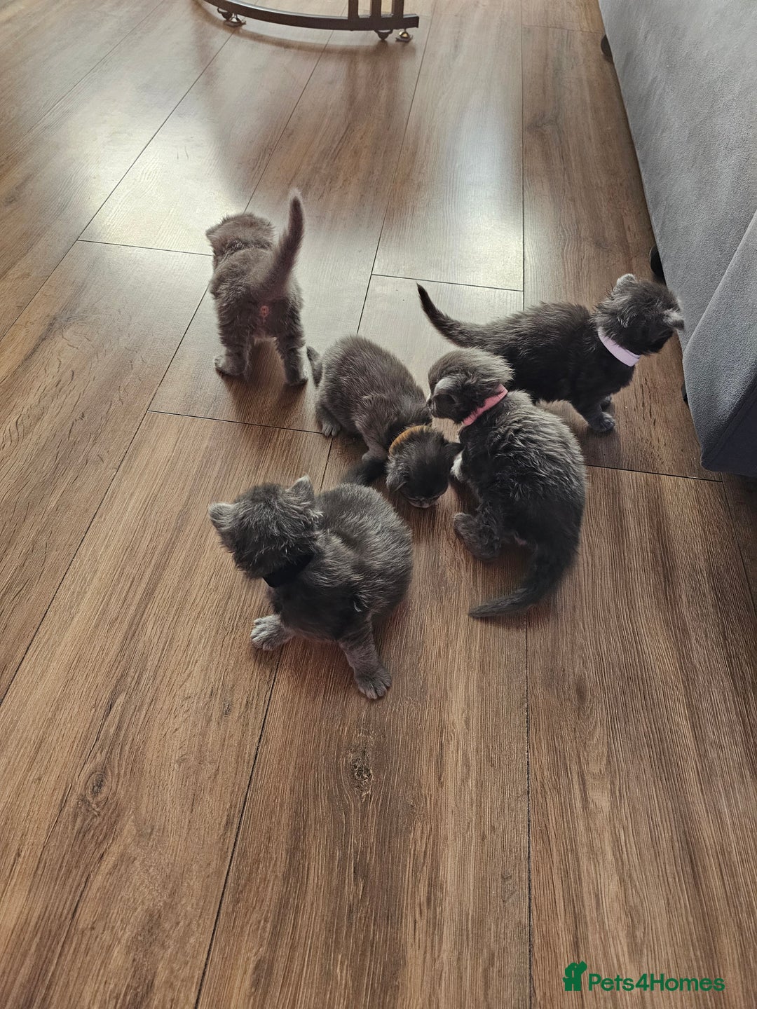 Maine Coon cats for sale: Blue Maine Coon kittens  - Advert 6