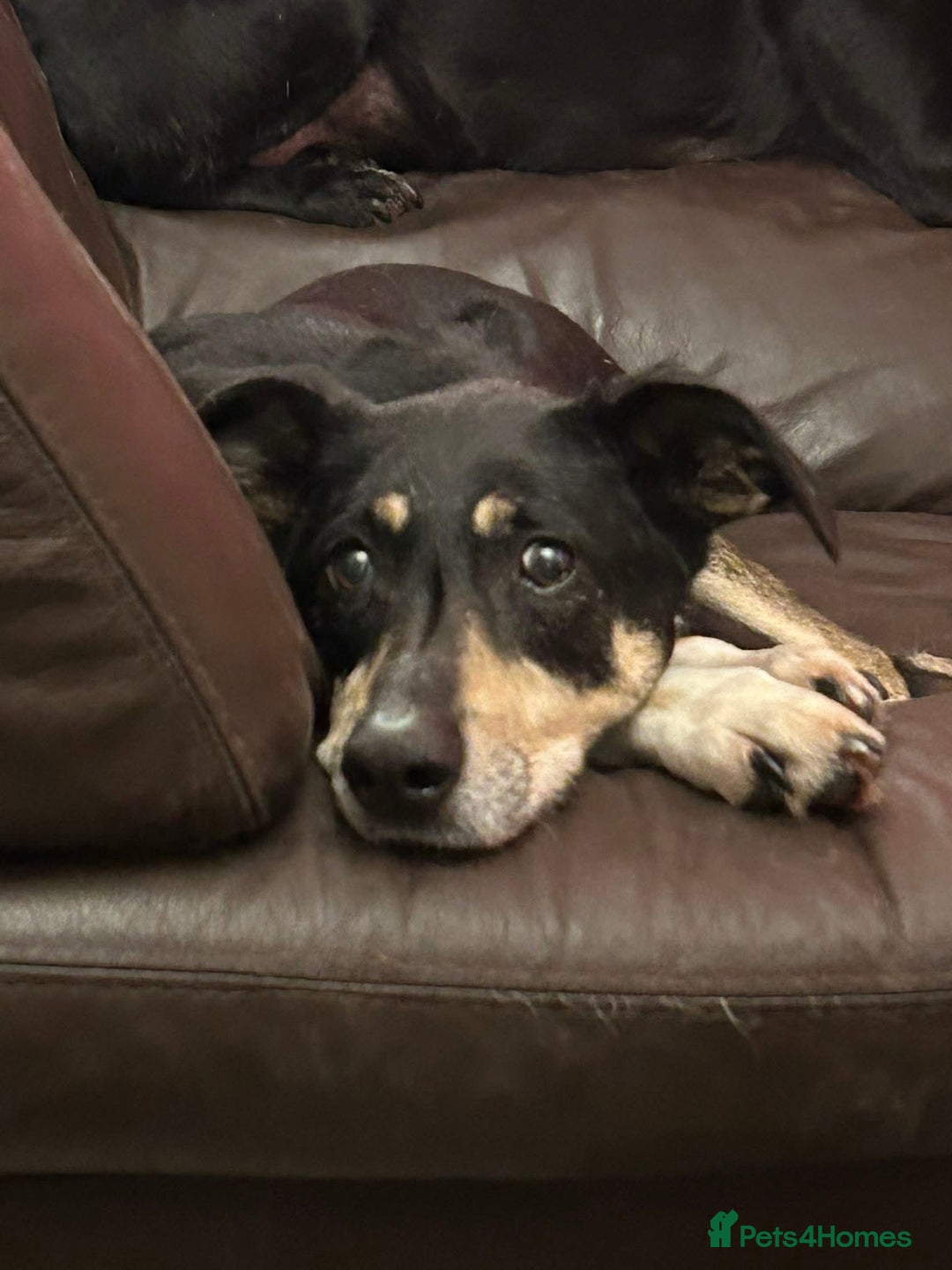 Mixed Breed dogs for adoption: Lottie - Norwich Norfolk  in Norwich - Advert 23