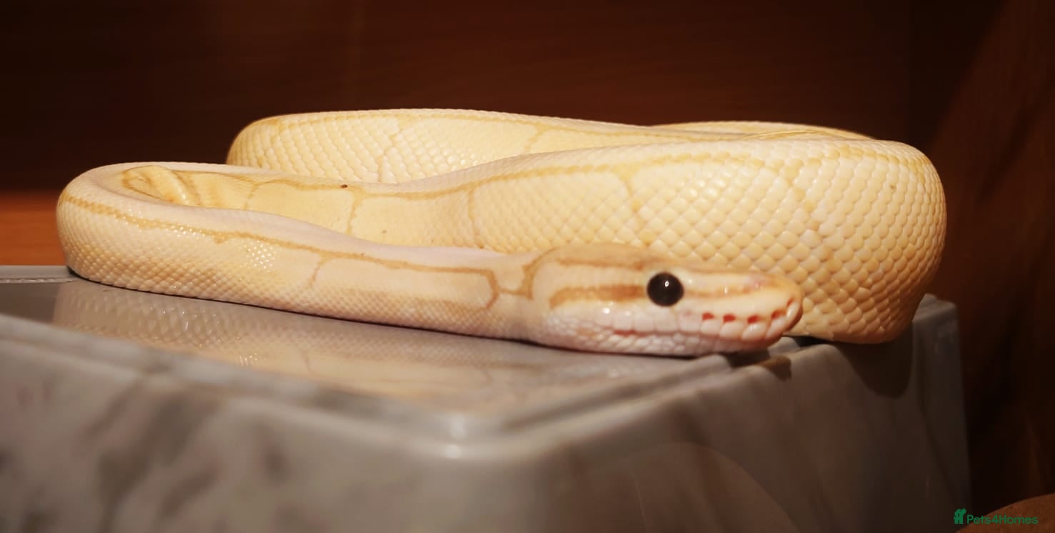 Python Snake reptiles Male royal python  - Advert 15