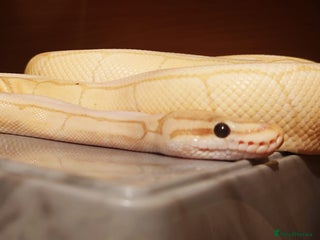 Python Snake reptiles Male royal python - Advert 8