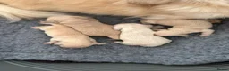 Miniature Dachshund dogs for stud: Cream stud long hair  - Advert 2