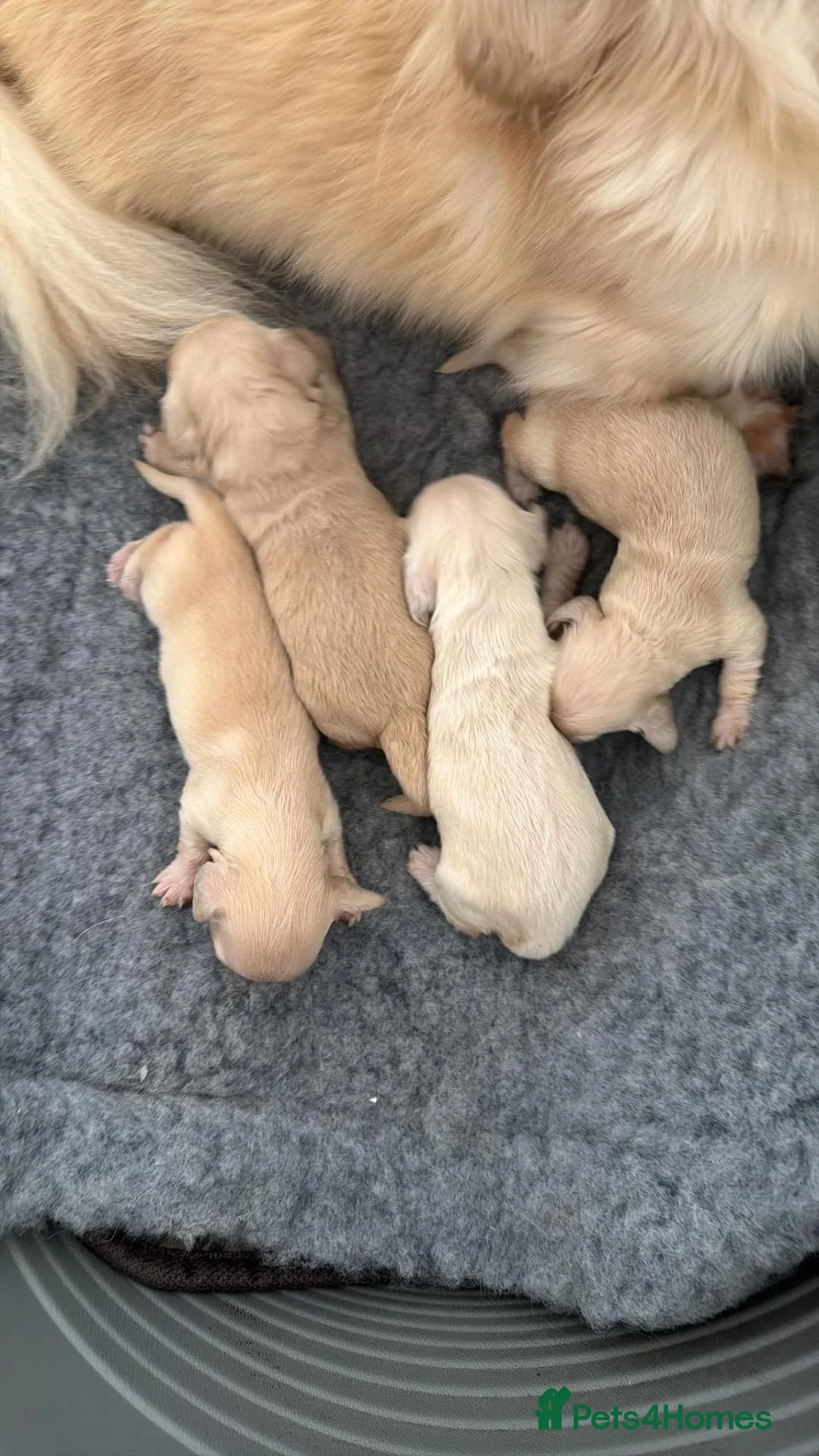Miniature Dachshund dogs for stud: Cream stud long hair  - Advert 2