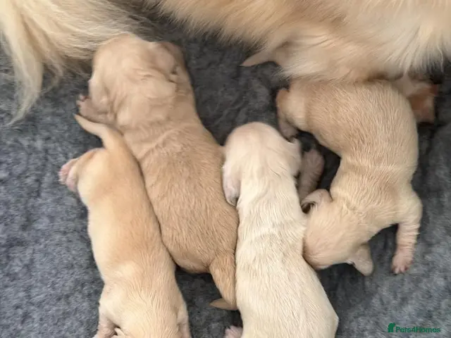 Miniature Dachshund dogs for stud: Cream stud long hair - Advert 2