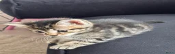Domestic Shorthair cats for sale: 5 beautiful kittens  in Potters Bar - Advert 14