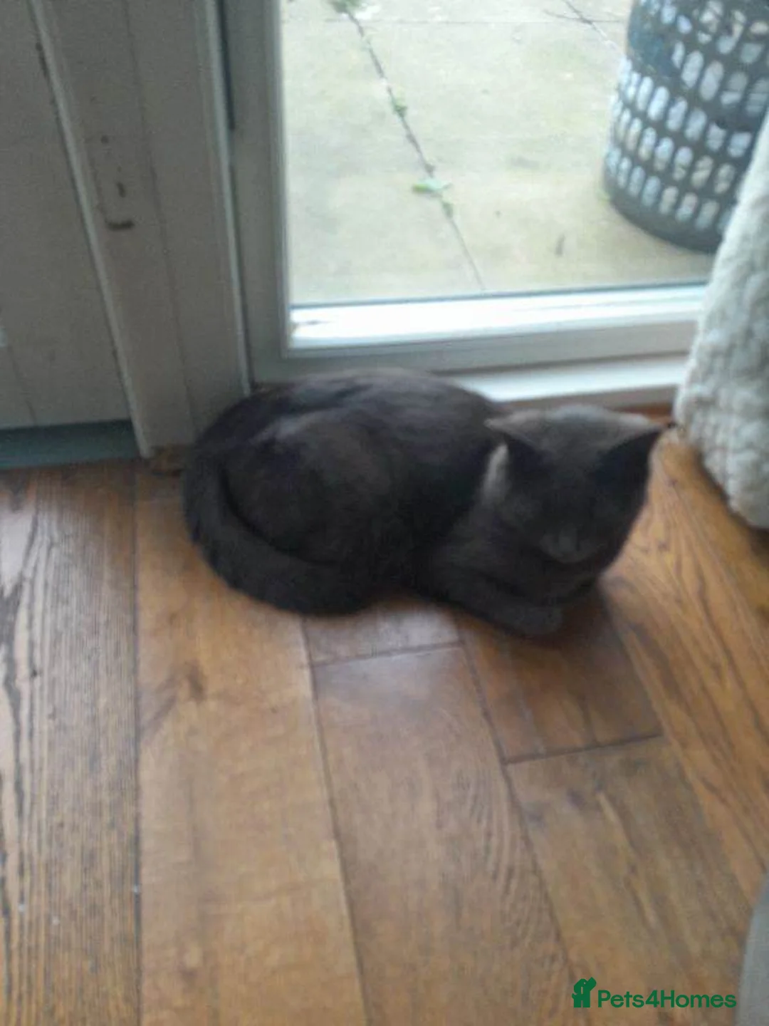 British Shorthair cats for sale: Beautifull kittens seeking there forever home - Advert 1