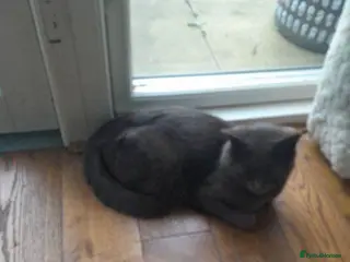 British Shorthair cats Beautifull kittens seeking there forever home - Advert 15