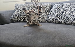 Bengal cats for sale: Outstanding kittens from Show parents. - Image 13