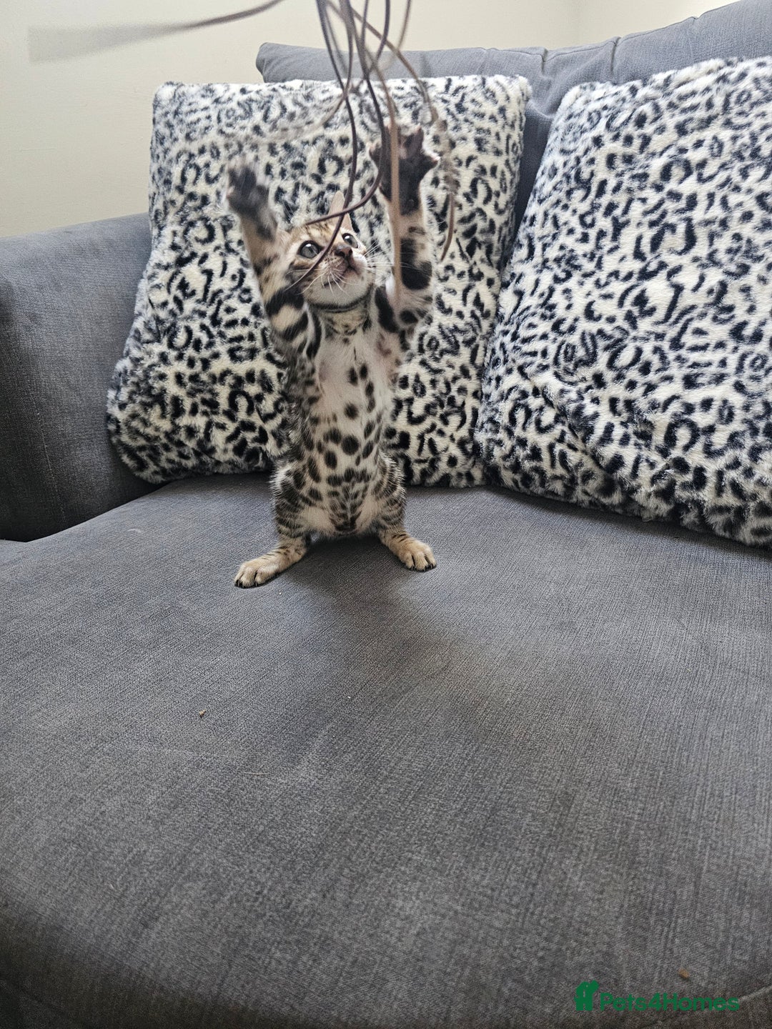 Bengal cats for sale: Outstanding kittens from Show parents. - Image 13