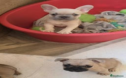 French Bulldog dogs for sale: French bulldog Izabella  - Image 3