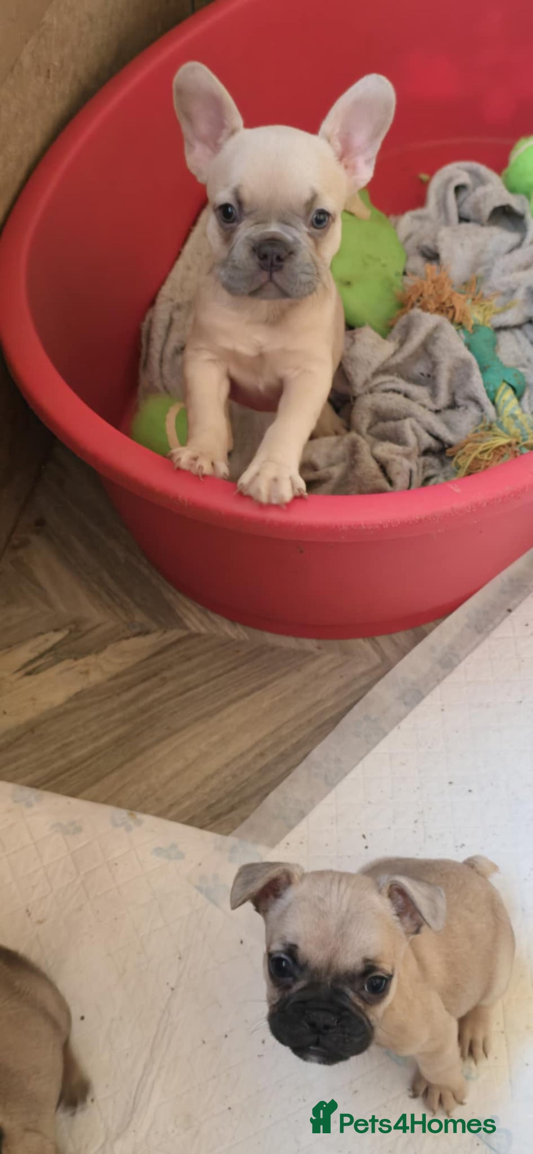 French Bulldog dogs for sale: French bulldog Izabella  - Image 3