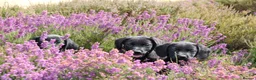 Springador dogs for sale: F1 springadors .  in Thirsk - Advert 8