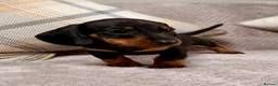 Miniature Dachshund dogs for sale: True to type miniature smooth dachshund puppies - Advert 4