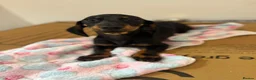 Miniature Dachshund dogs for sale: Adorable Miniature Dachshund Girl in Enfield - Advert 13