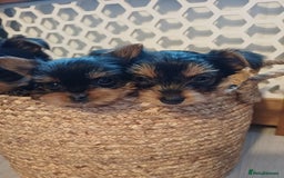 Yorkshire Terrier dogs for sale: Gorgeous puppies❤️❤️🩵🩵 - Advert 21