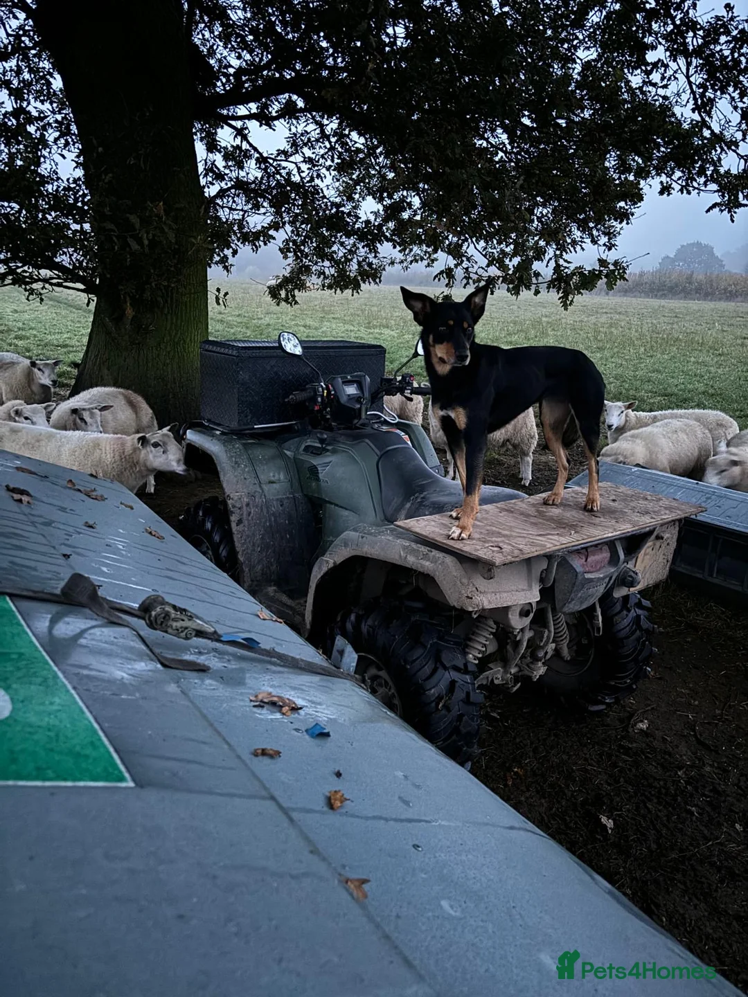 Australian Kelpie dogs for sale: Kelpie Pups for Sale - Advert 13