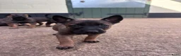Belgian Shepherd Dog dogs for sale: Belgian Malinois puppies in Bungay - Advert 10