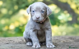 Labrador Retriever dogs for sale: Stunning litter  - Image 7