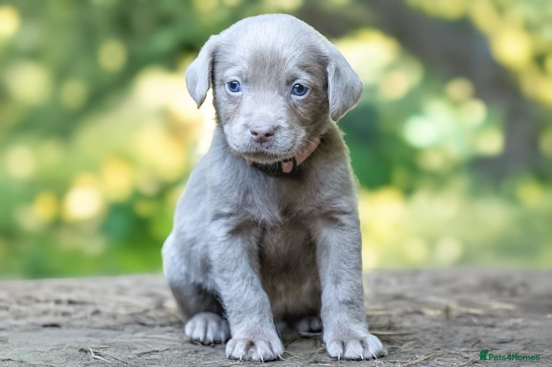 Labrador Retriever dogs for sale: Stunning litter  - Image 7