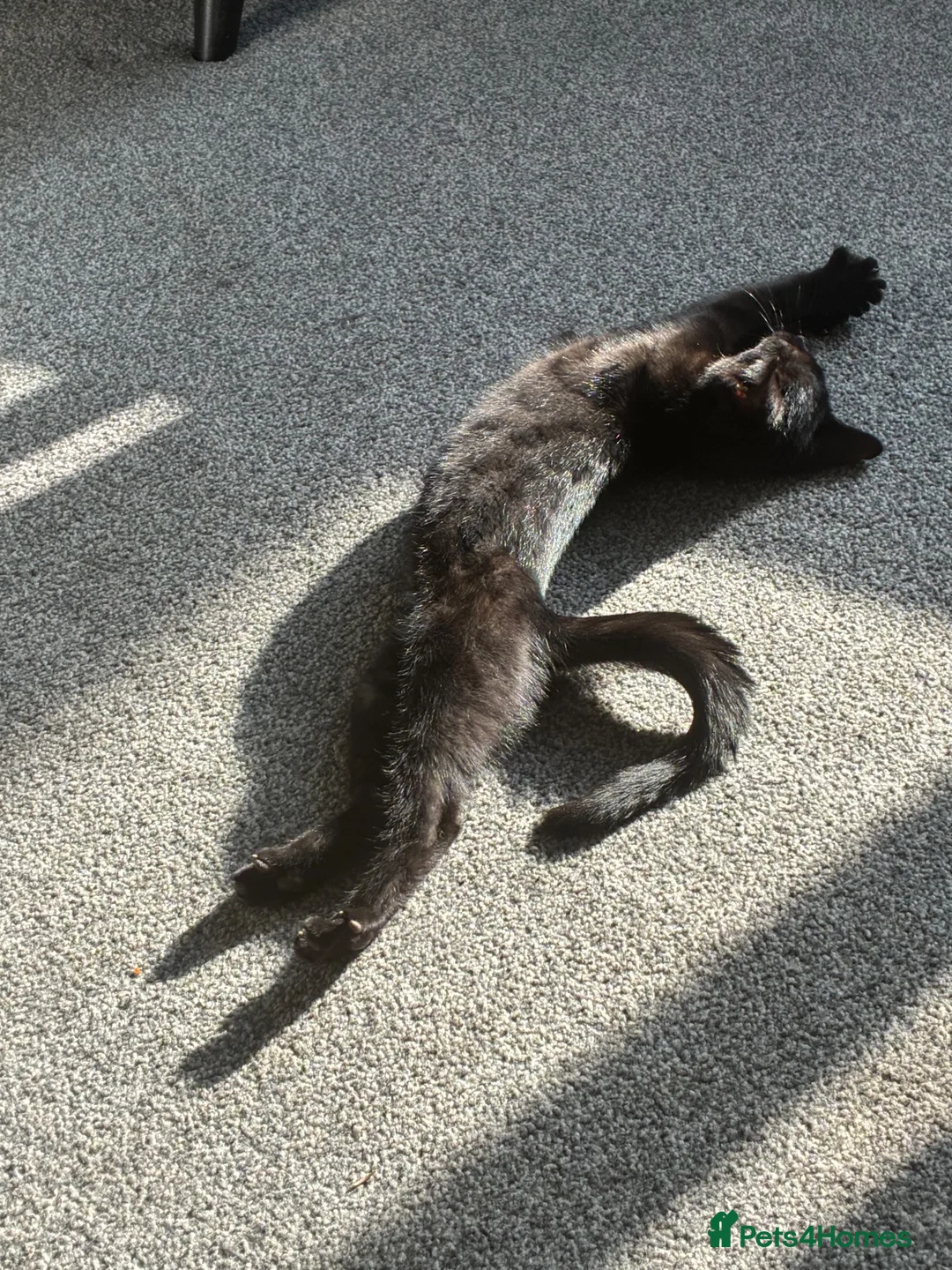 British Longhair cats for sale: Kittens 1 left mother is Maine coon  - Advert 2