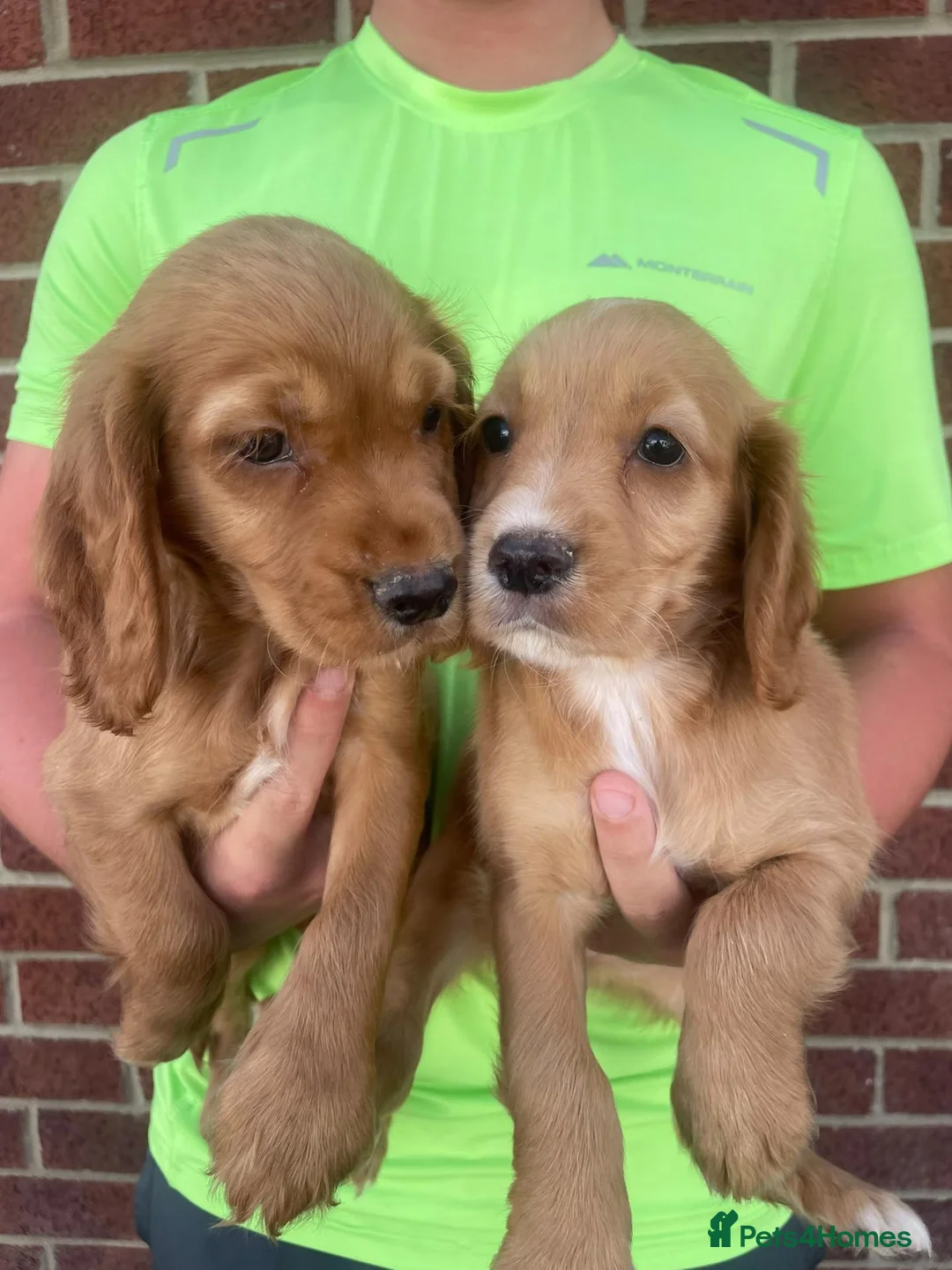 Cocker Spaniel dogs for sale: Outstanding d, n, a cocker spaniels in Bishop Auckland - Advert 8