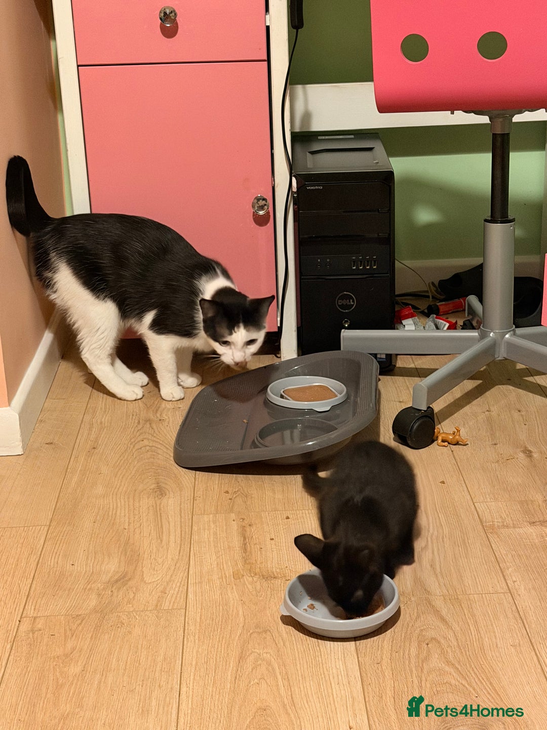 Mixed Breed cats for sale: Mother and daughter only together  - Advert 1