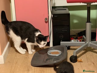 Mixed Breed cats Mother and daughter only together - Advert 1