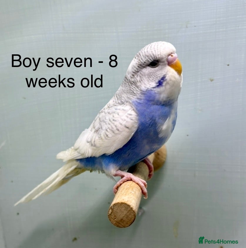 Budgerigars birds Stunning 8 week old baby budgies  - Advert 2