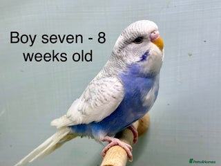 Budgerigars birds Stunning 8 week old baby budgies - Advert 7