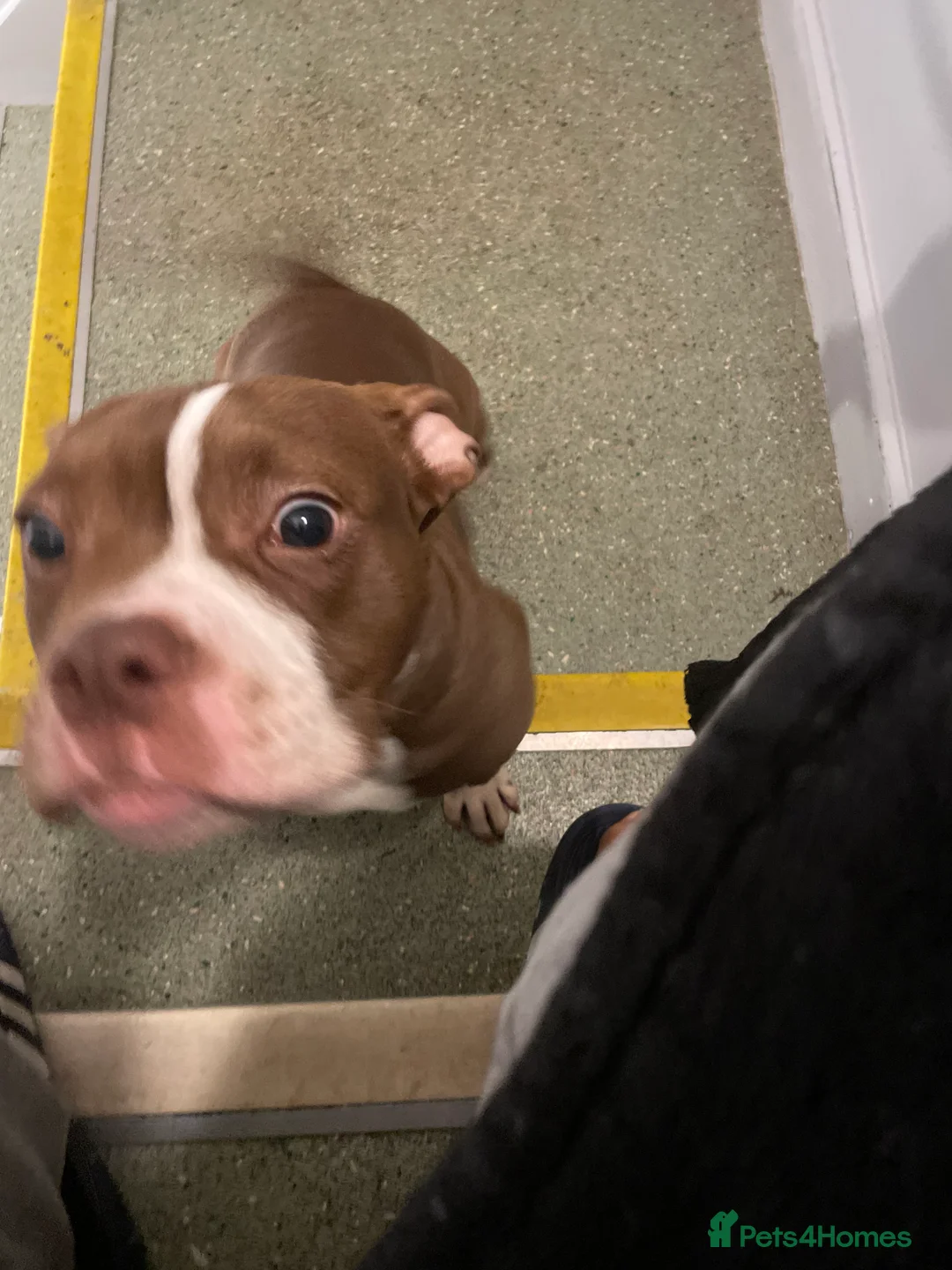 American Bully dogs for sale: Cali the classic pocket bully  - Advert 2