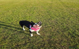 Border Collie dogs for sale: 2 Year old Female Border Collie - Image 2