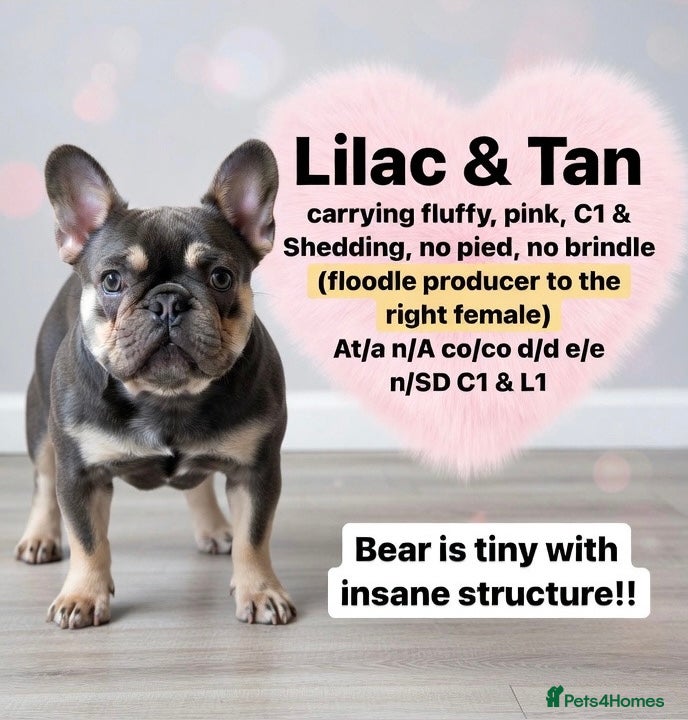 French Bulldog dogs French bulldog for stud for stud only  - Advert 1